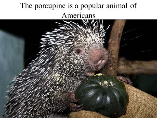 The porcupine  is a popular animal  of Americans
