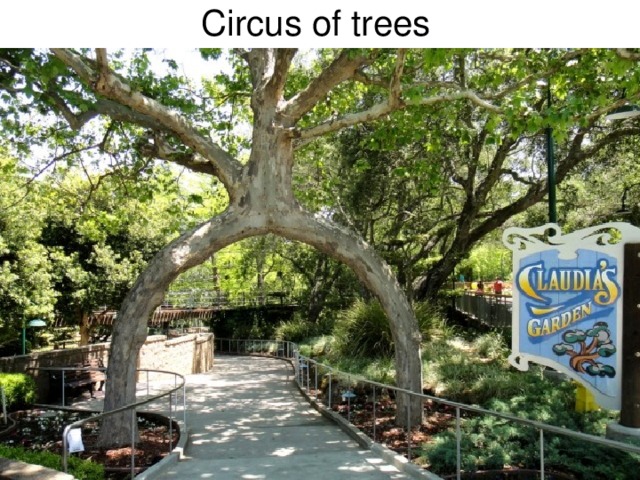 Circus of trees