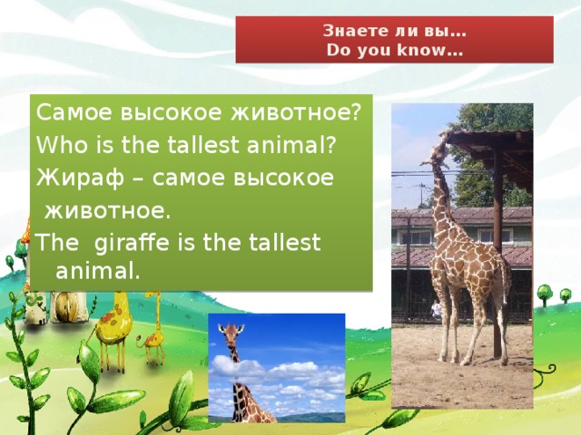Знаете ли вы…  Do you know… Самое высокое животное? Who is the tallest animal? Жираф – самое высокое  животное. The giraffe is the tallest animal.