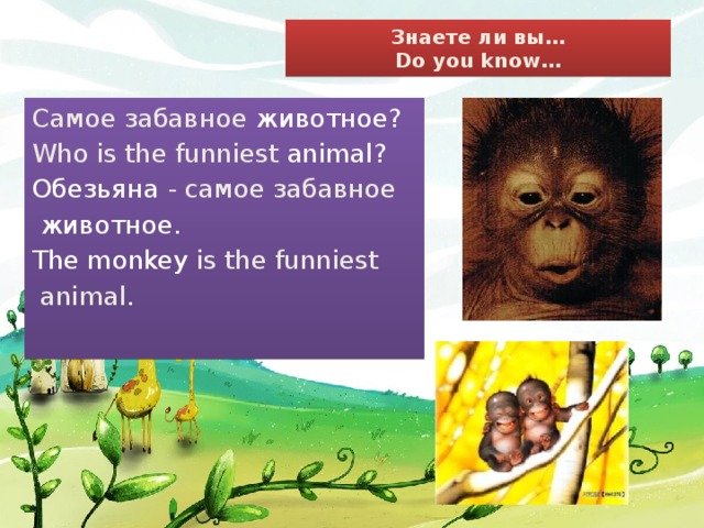 Знаете ли вы…  Do you know… Самое забавное животное? Who is the funniest animal? Обезьяна - самое забавное  животное. The monkey is the funniest  animal .