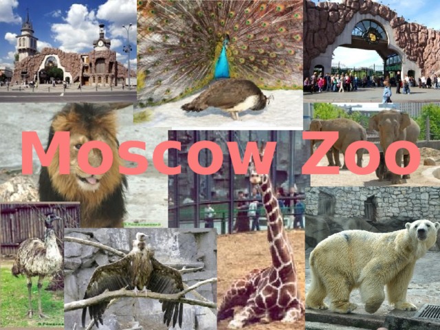 Moscow Zoo Moscow Zoo
