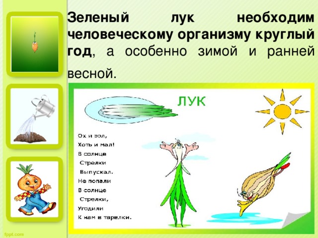 Зеленый лук необходим человеческому организму круглый год , а особенно зимой и ранней весной.  