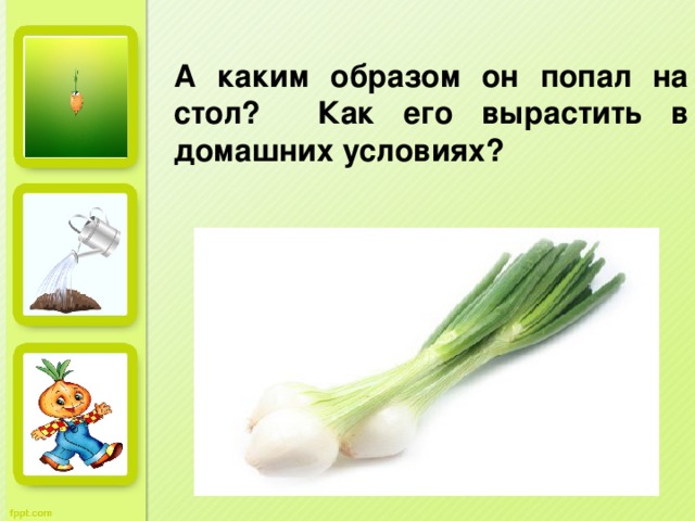 А каким образом он попал на стол? Как его вырастить в домашних условиях?