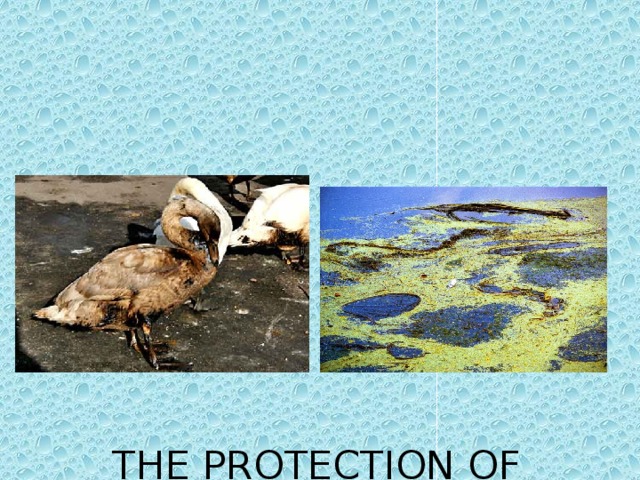 THE PROTECTION OF NATUR