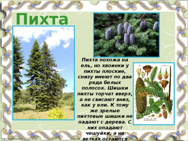 Пихта Пихта похожа на ель, но хвоинки у пихты плоские, снизу имеют по два ряда белых полосок. Шишки пихты торчат вверх, а не свисают вниз, как у ели. К тому же зрелые пихтовые шишки не падают с дерева. С них опадают чешуйки, а на ветках остаются торчащие стерженьки, словно пики.