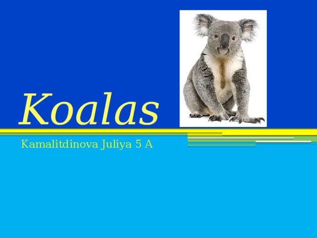 Koalas Kamalitdinova Juliya 5 A