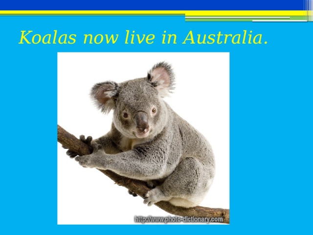 Koalas now live in Australia.