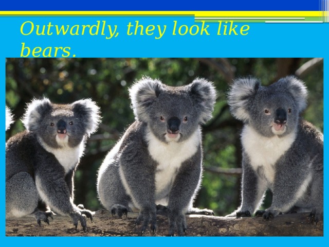 Outwardly, they look like bears.