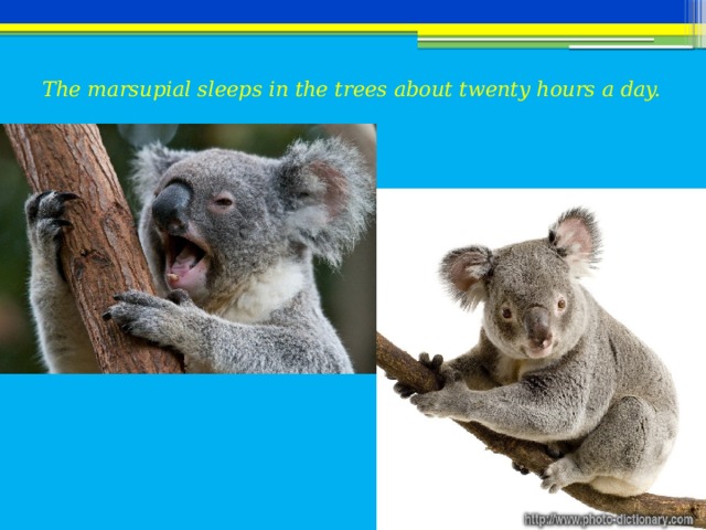 The marsupial sleeps in the trees about twenty hours a day.