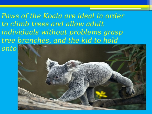 Paws of the Koala are ideal in order to climb trees and allow adult individuals without problems grasp tree branches, and the kid to hold onto the mother's back.