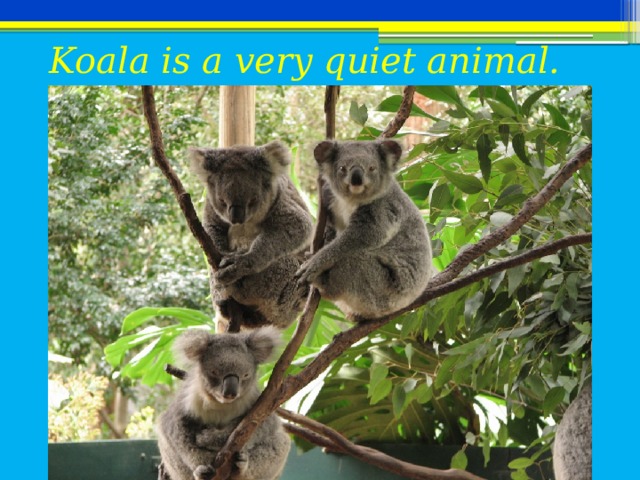 Koala is a very quiet animal.