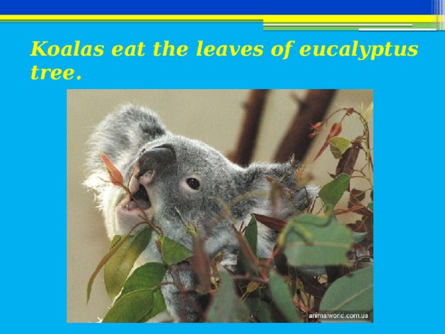 Koalas eat the leaves of eucalyptus tree.