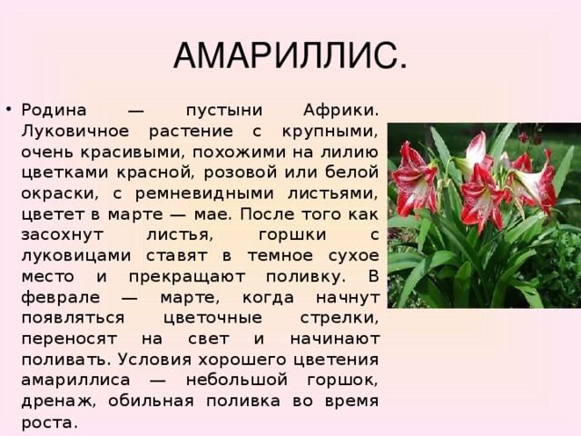 АМАРИЛЛИС.