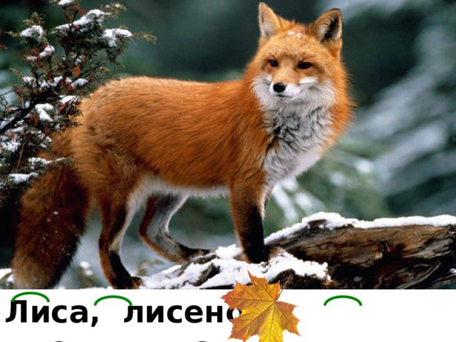 Лиса, лисенок, листик, лисий