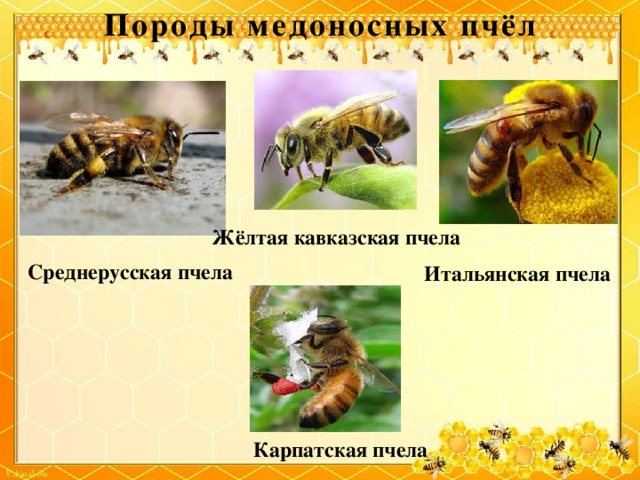Породы медоносных пчёл Жёлтая кавказская пчела Среднерусская пчела Итальянская пчела Карпатская пчела