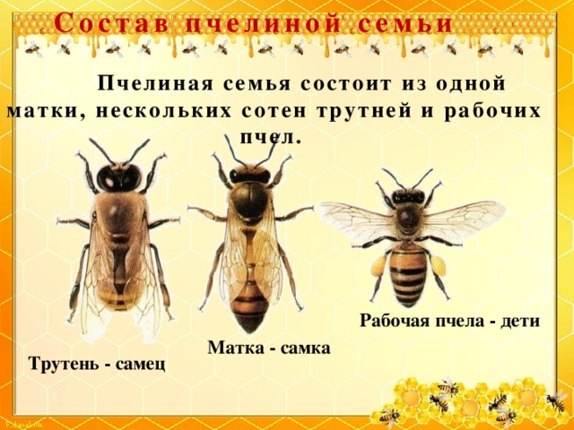 Состав пчелиной семьи    Пчелиная семья состоит из одной матки, нескольких сотен трутней и рабочих пчел. Рабочая пчела - дети Матка - самка Трутень - самец