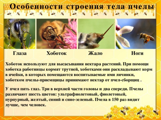 Особенности строения тела пчелы , Глаза Хоботок Жало Ноги Хоботок используют для высасывания нектара растений. При помощи хоботка работницы кормят трутней, хоботками они раскладывают корм в ячейки, в которых помещаются воспитываемые ими личинки, хоботком пчелы-приемщицы принимают нектар от пчел-сборщиц . У пчел пять глаз. Три в верхней части головы и два спереди. Пчелы различают шесть цветов: ультрафиолетовый, фиолетовый, пурпурный, желтый, синий и сине-зеленый. Пчела в 150 раз видит лучше, чем человек.