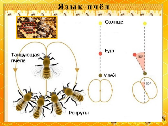 Язык пчёл
