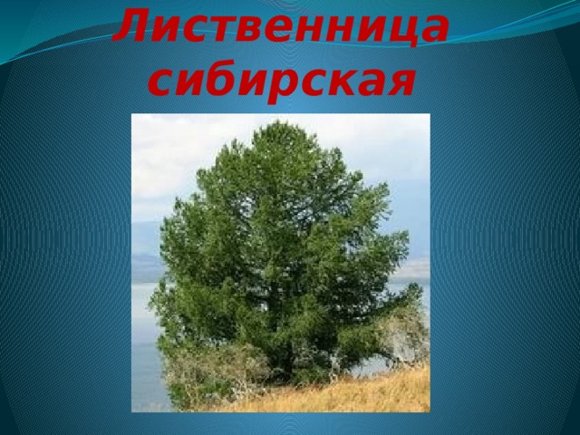 Лиственница сибирская