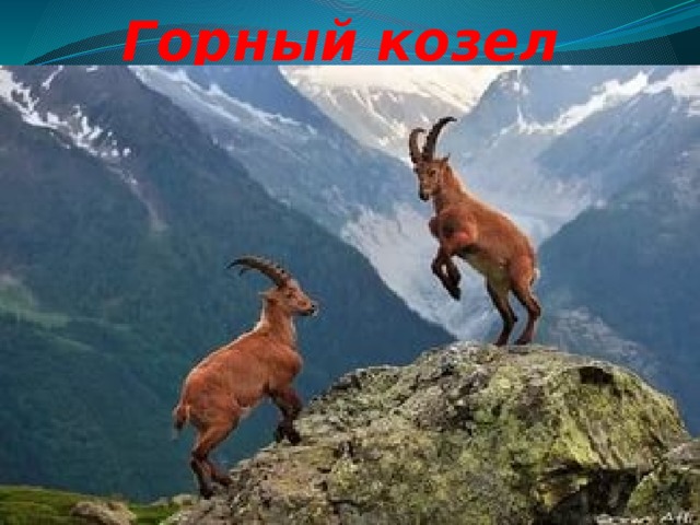 Горный козел