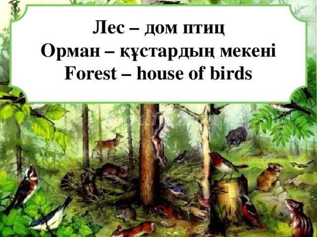 Лес – дом птиц Орман – құстардың мекені Forest – house of birds