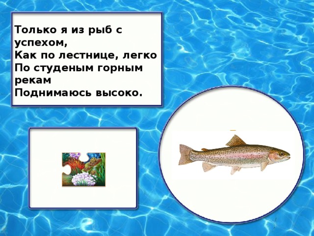 Только я из рыб с успехом, Как по лестнице, легко По студеным горным рекам Поднимаюсь высоко.