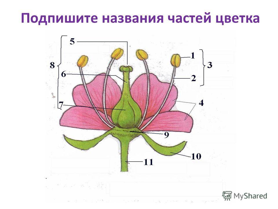 На рисунке подпишите названия частей цветка биология 5 класс