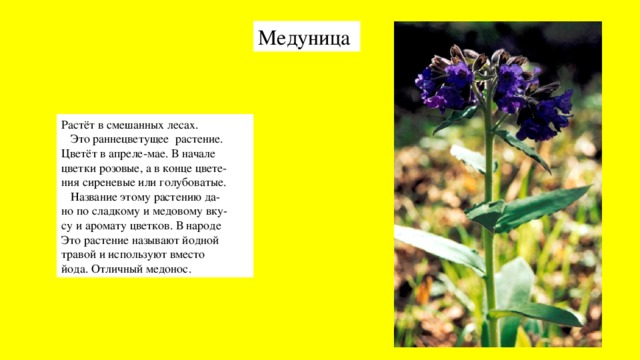 Медуница Растёт в смешанных лесах.  Это раннецветущее растение. Цветёт в апреле-мае. В начале цветки розовые, а в конце цвете- ния сиреневые или голубоватые.  Название этому растению да- но по сладкому и медовому вку- су и аромату цветков. В народе Это растение называют йодной травой и используют вместо йода. Отличный медонос.