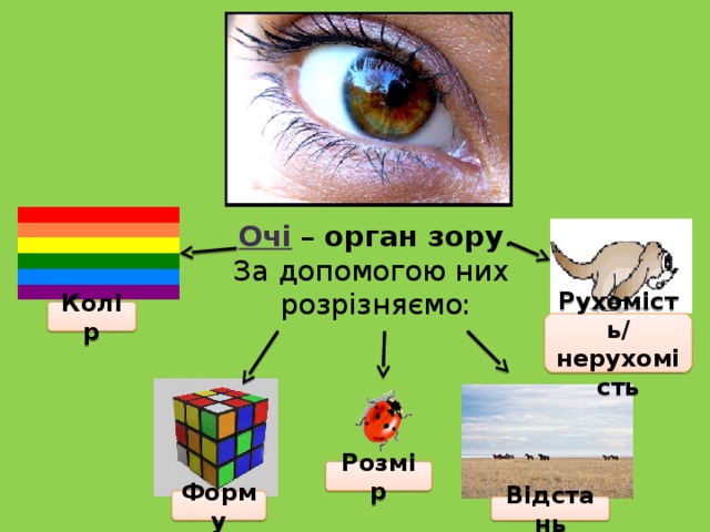 Око работа. Чому в темряві ми не розрізняємо кольору.