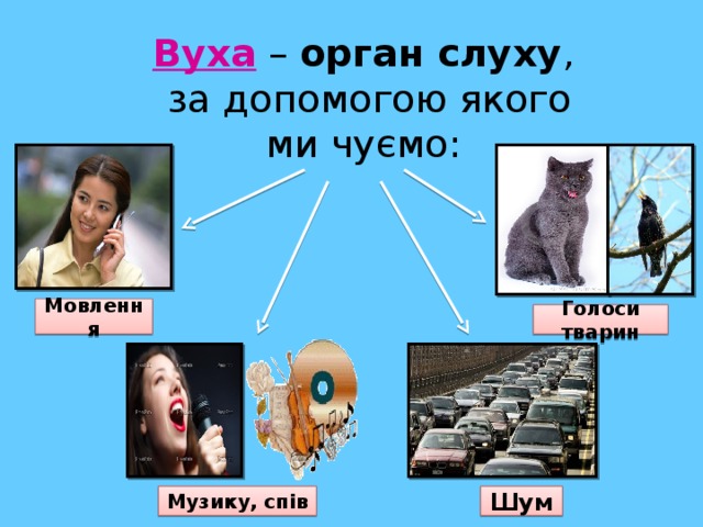 Вуха – орган слуху ,  за допомогою якого ми чуємо: Мовлення Голоси тварин Музику, спів Шум