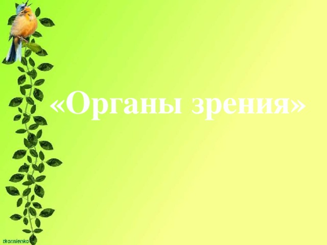 «Органы зрения»