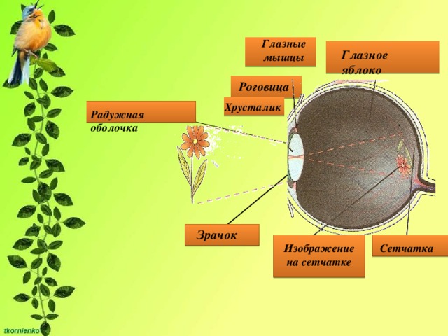 Глазные мышцы Глазное яблоко Роговица Хрусталик Радужная оболочка Зрачок Изображение на сетчатке Сетчатка