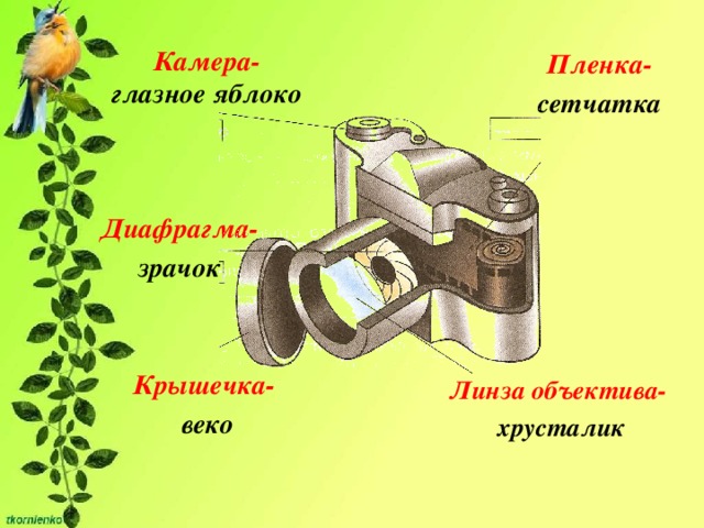 Камера-  глазное яблоко Пленка- сетчатка Диафрагма- зрачок Крышечка-  веко Линза объектива- хрусталик