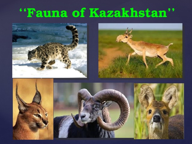 ‘‘ Fauna of Kazakhstan’’