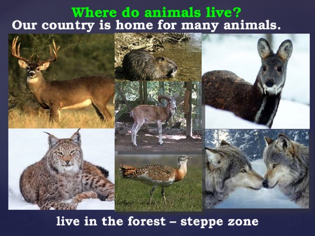 Our country is home for many animals.   Where do animals live?