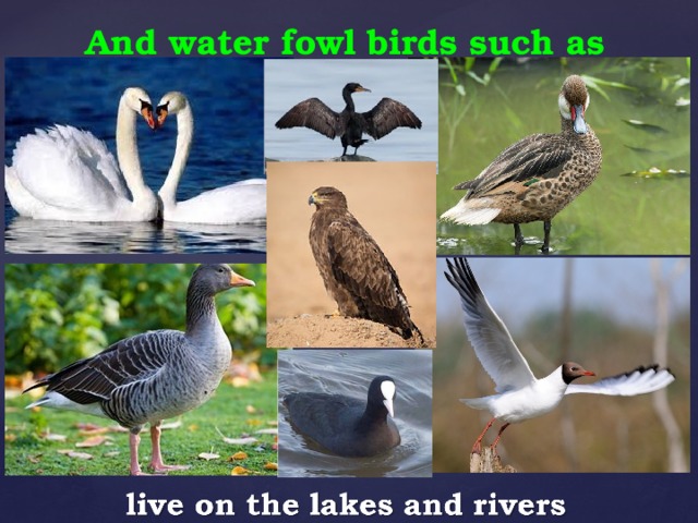 And water fowl birds such as