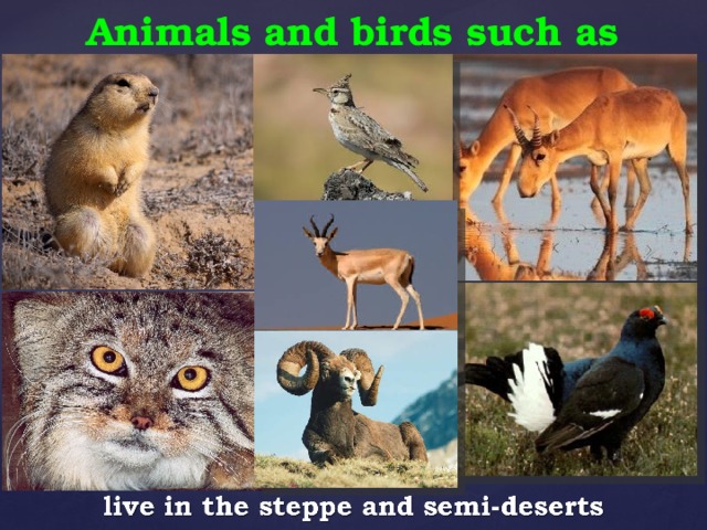 Animals and birds such as