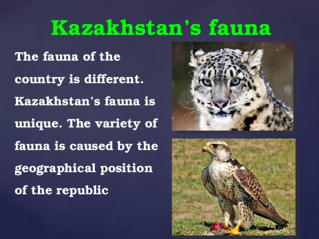Kazakhstan’s fauna The fauna of the country is different. Kazakhstan’s fauna is unique. The variety of fauna is caused by the geographical position of the republic