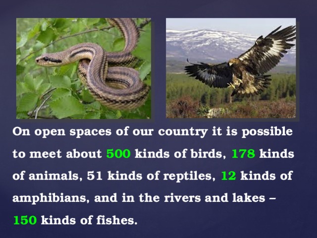 On open spaces of our country it is possible to meet about  500 kinds of birds, 178 kinds of animals, 51 kinds of reptiles, 12 kinds of amphibians, and in the rivers and lakes – 150 kinds of fishes.