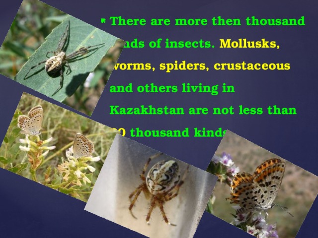 There are more then thousand kinds of insects. Mollusks, worms, spiders, crustaceous  and others living in Kazakhstan are not less than 30 thousand kinds.