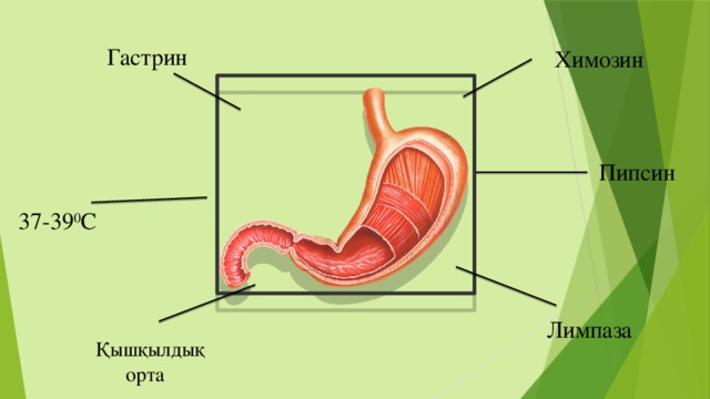 Гастрин  Химозин Пипсин   37-39 0 C Лимпаза    Қышқылдық орта