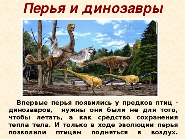 Ближайший родственник динозавра. Происхождение птиц от динозавров. Предки динозавров. Птицы произошли от динозавров. Динозавры эволюционировали в птиц.