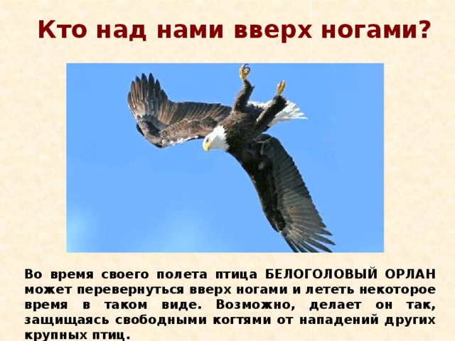 Кто над нами вверх ногами? Во время своего полета птица БЕЛОГОЛОВЫЙ ОРЛАН может перевернуться вверх ногами и лететь некоторое время в таком виде. Возможно, делает он так, защищаясь свободными когтями от нападений других крупных птиц.