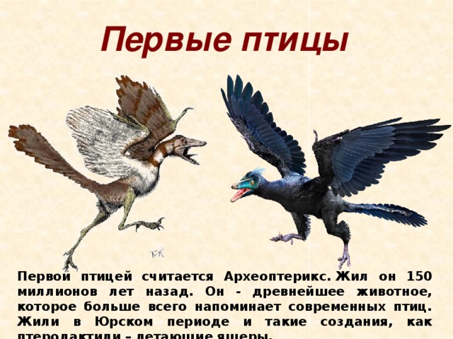 Первые птицы Первой птицей считается Археоптерикс. Жил он 150 миллионов лет назад. Он - древнейшее животное, которое больше всего напоминает современных птиц. Жили в Юрском периоде и такие создания, как птеродактили – летающие ящеры.