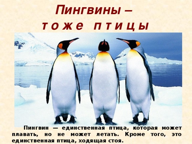 Пингвины – т о ж е п т и ц ы  Пингвин — единственная птица, которая может плавать, но не может летать. Кроме того, это единственная птица, ходящая стоя. 