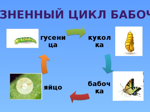 Жизненный цикл бабочки куколка гусеница бабочка яйцо