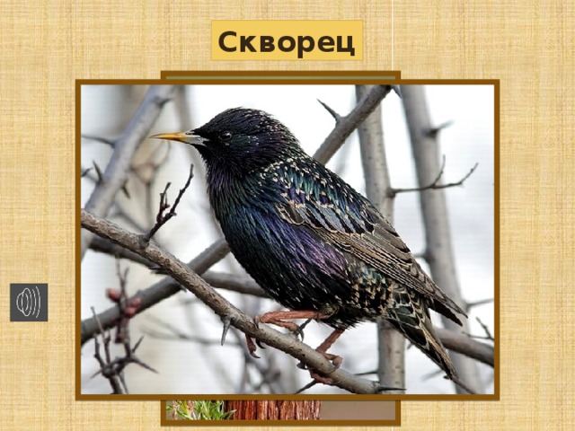 Скворец