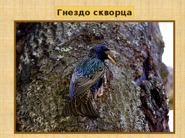Хищные птицы иркутской области фото с названиями и описанием