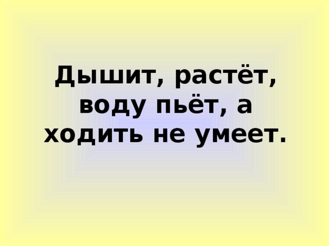 Дышит, растёт, воду пьёт, а ходить не умеет.