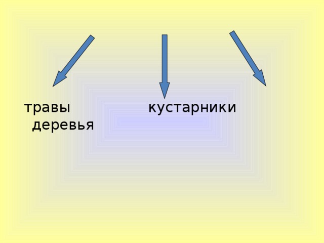 травы кустарники деревья